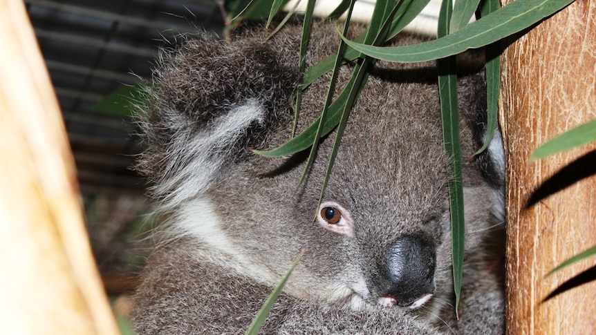 Karla the koala was rescued after her mother was hit by a car.