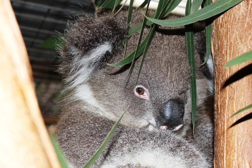 Karla the koala was rescued after her mother was hit by a car.