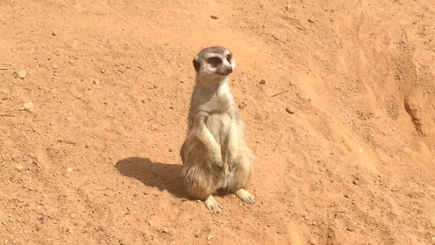 An artistic meerkat takes a break from painting at the National Zoo and Aquarium.