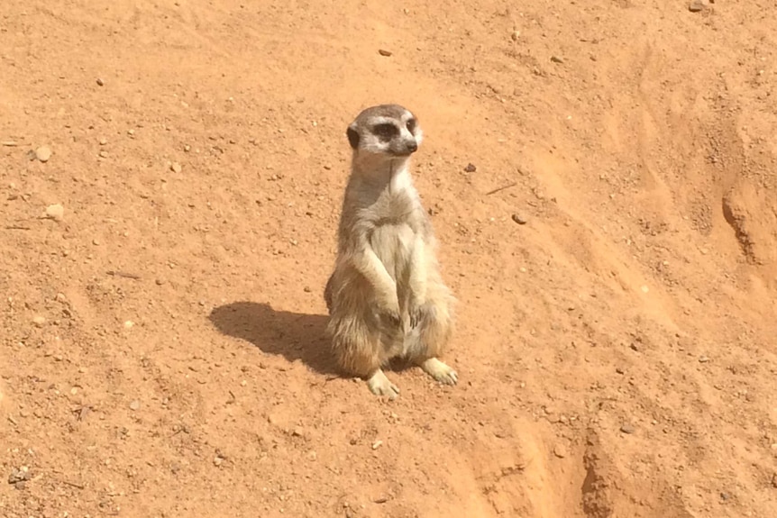 An artistic meerkat takes a break from painting at the National Zoo and Aquarium.