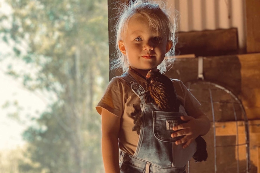 Canungra boy Finnegan Turner cradling a family chicken in the top of his overalls in a shed