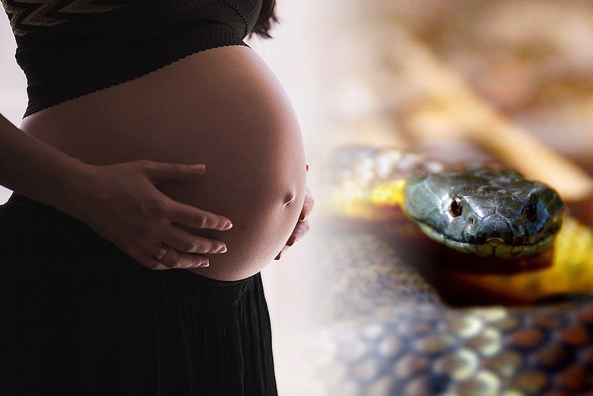 A composite of a pregnant woman wearing a black dress with an exposed belly and a snake.