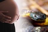 A composite of a pregnant woman wearing a black dress with an exposed belly and a snake.