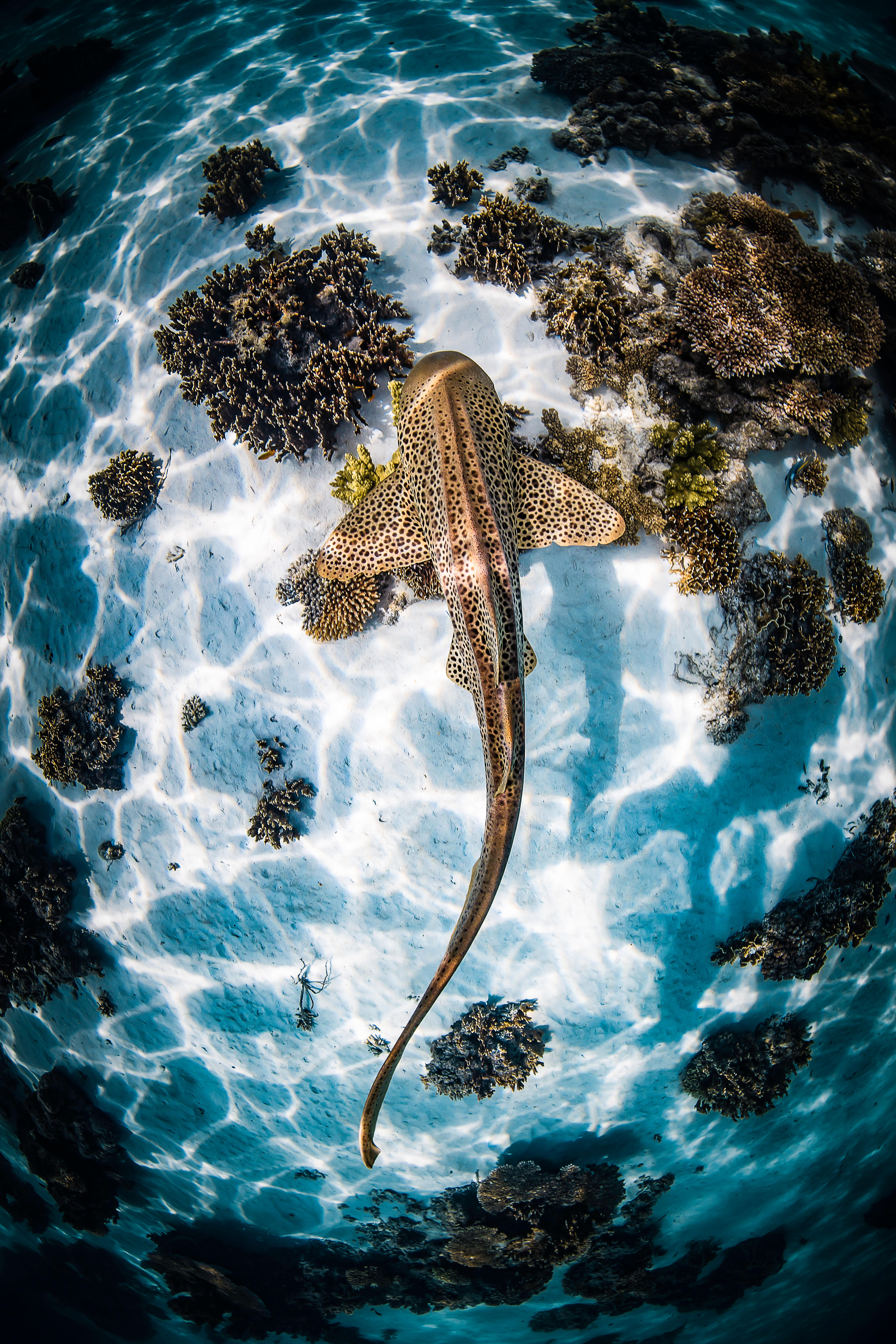 An image of a leopard shark from above