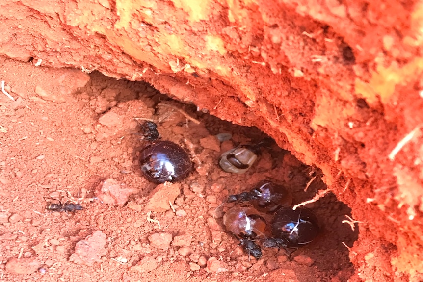 Ants with swollen abdomens, in a hole amid red dirt.
