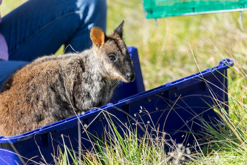 A brown wallaby with big brown eyes sitting in a blue cage that has been opened.
