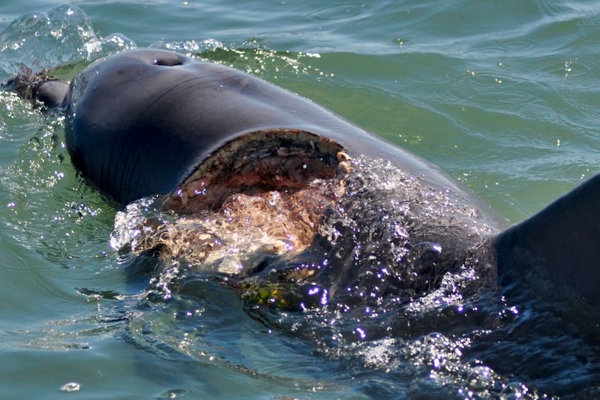 A dolphin with a bite mark