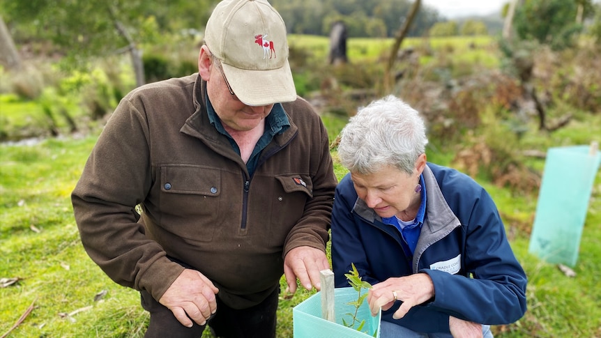 Man and woman closely examine the sapling they have recently planted in a paddock