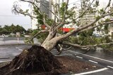 Fallen tree in Mackay car park