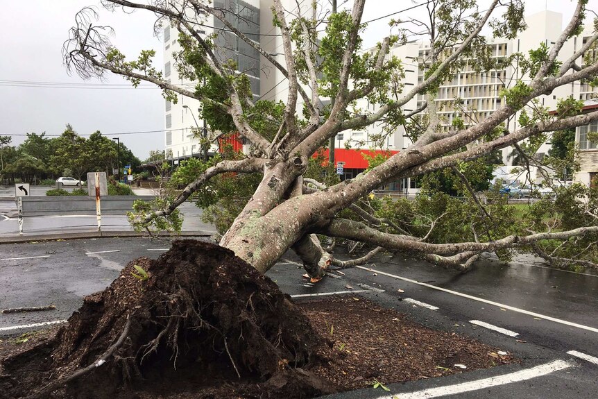 An uprooted tree in a car park after a storm