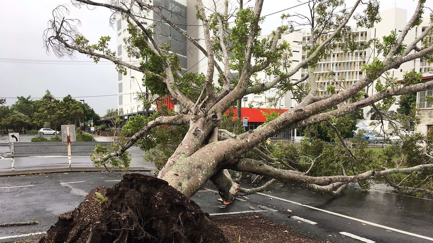 Fallen tree in Mackay car park