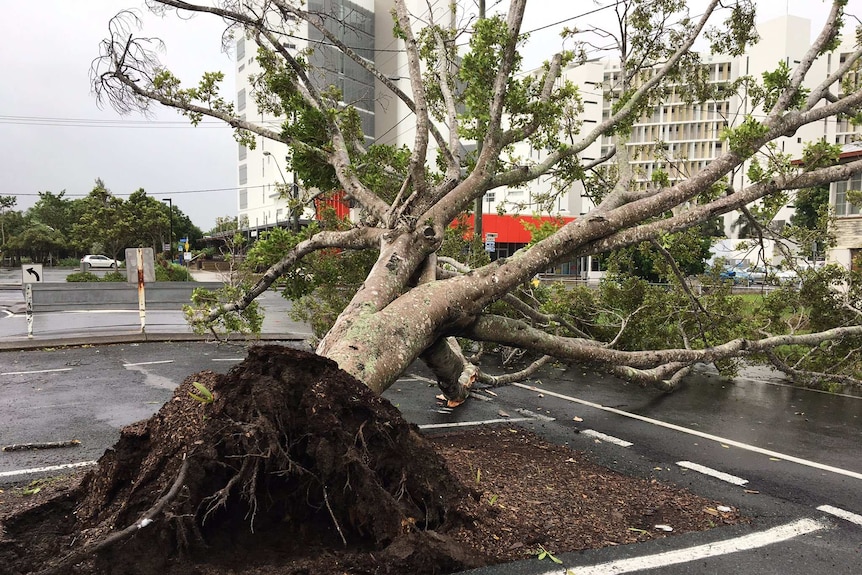 An uprooted tree in a car park after a storm