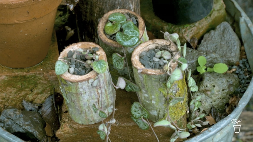 Pots made from hollowed out logs with vines growing in them