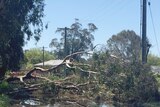 Fallen tree in flood waters at Wangaratta