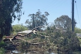 Fallen tree in flood waters at Wangaratta