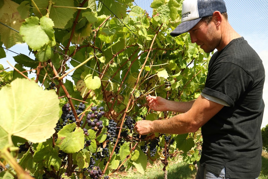 Bunches of wine grapes hang from a trellis