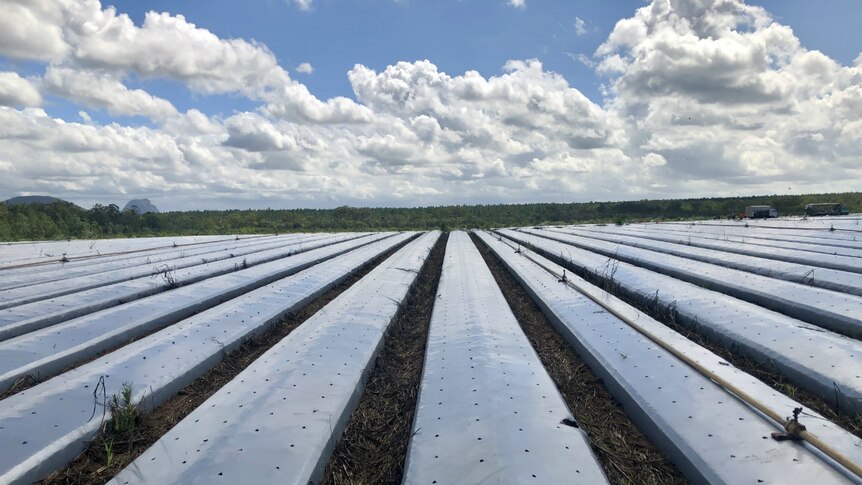 Rows of plastic with no plants in them.