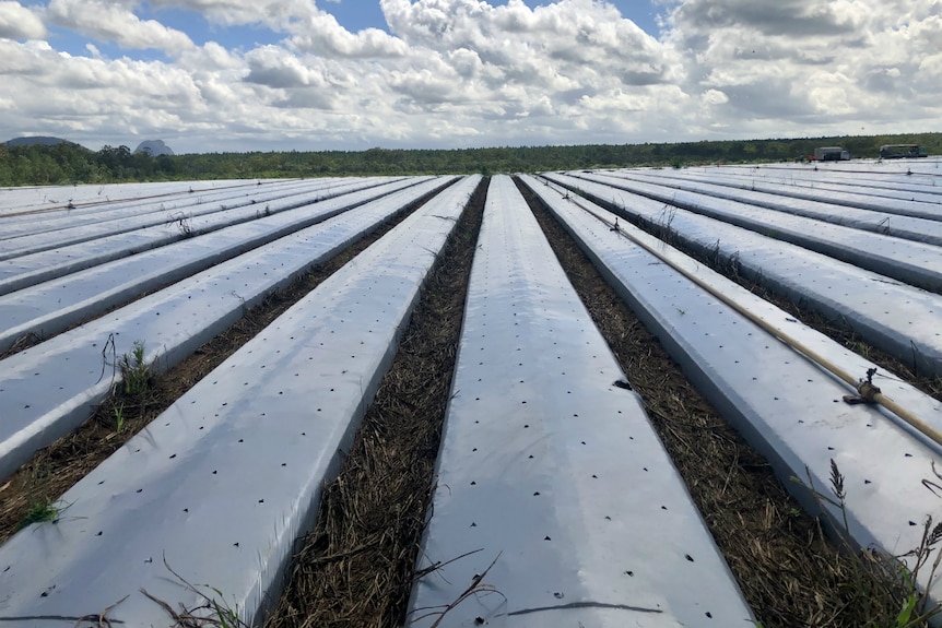 Rows of plastic with no plants in them.