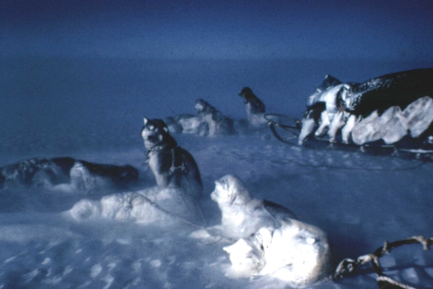 Sledging dogs rest in very trying conditions in Antarctica, date unknown.