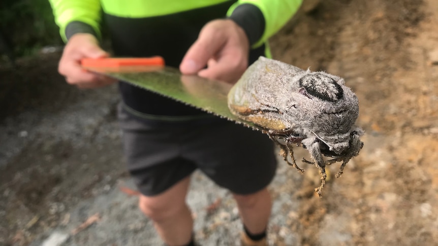 An image of a large grey moth on a saw being held by a man in high-vis clothing
