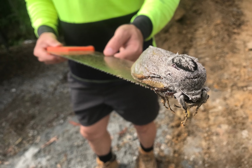 An image of a large grey moth on a saw being held by a man in high-vis clothing