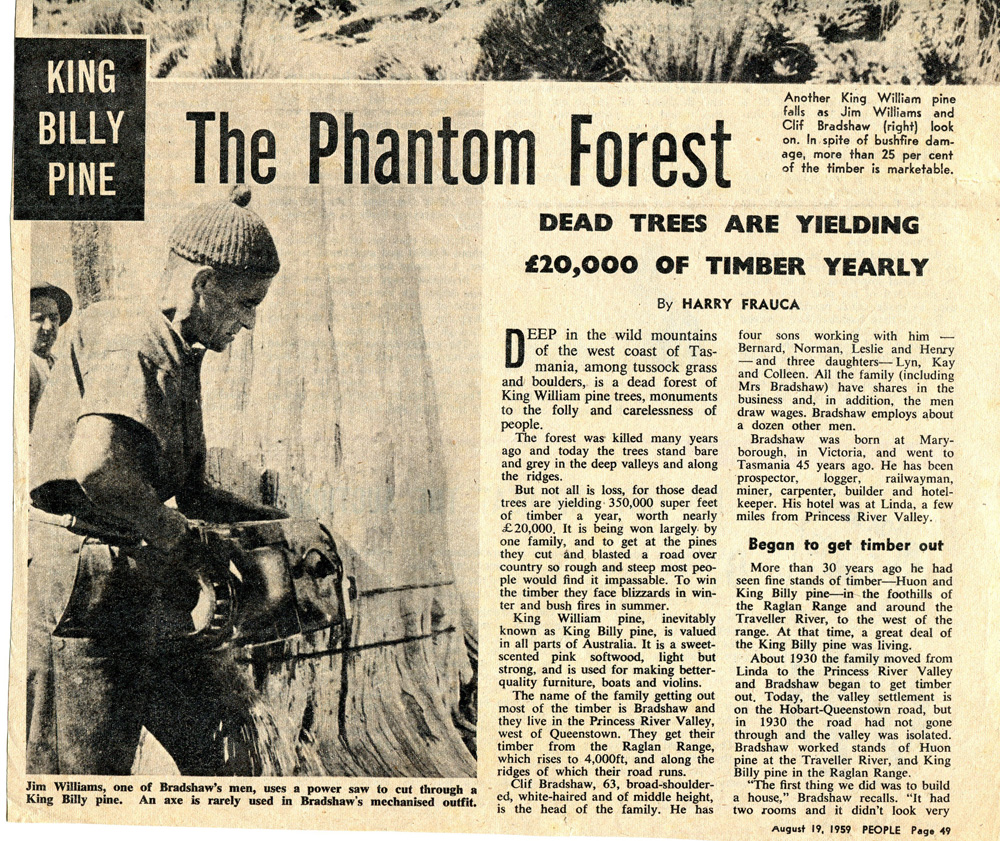 Newspaper clipping from 1959. The article has the title The Phantom Forest and shows a man sawing a large tree.