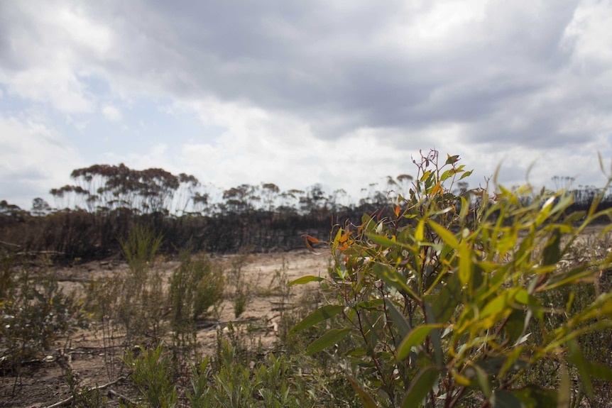 Early regrowth inside a bare-earth firebreak west of Grass Patch.