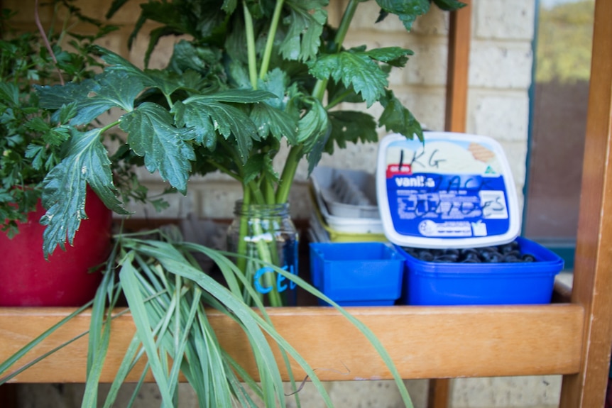 Olives, celery and parsley on offer at Grow Free Joondalup