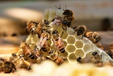 Bees crawl over a triangular piece of honeycomb sticking out from a hive.