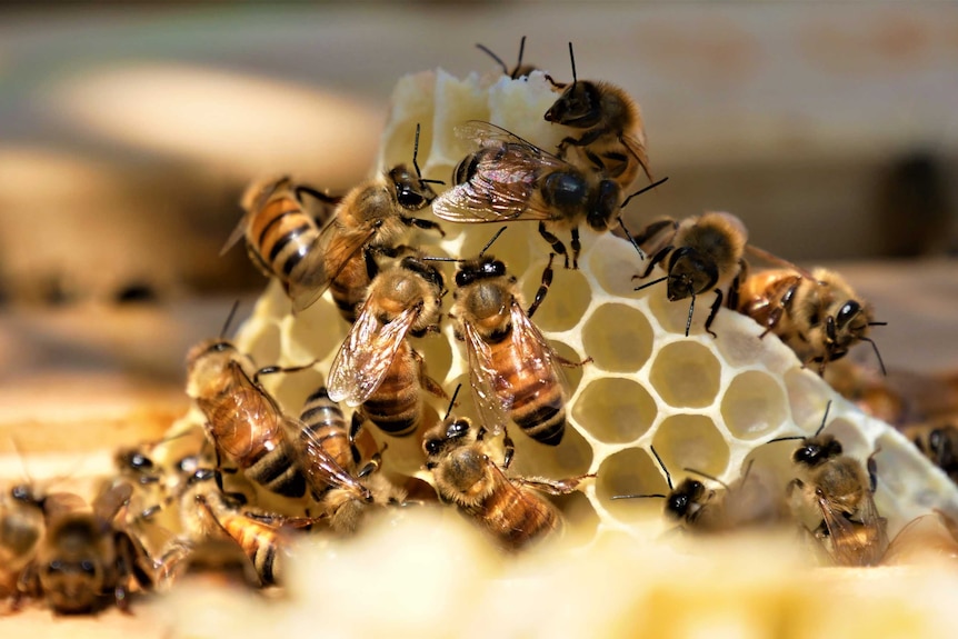 Bees crawl over a triangular piece of honeycomb sticking out from a hive.