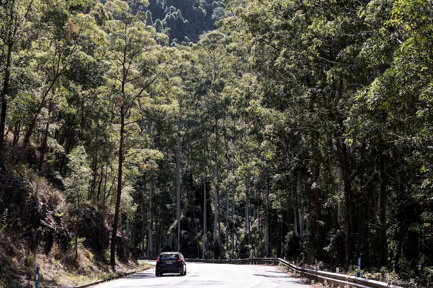 A lone car drives on a winding road through dense bush.