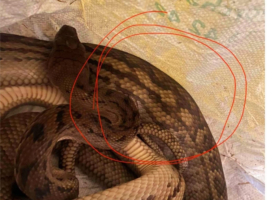 circle drawn around lumps on an image of a snake that had swallowed two tennis balls