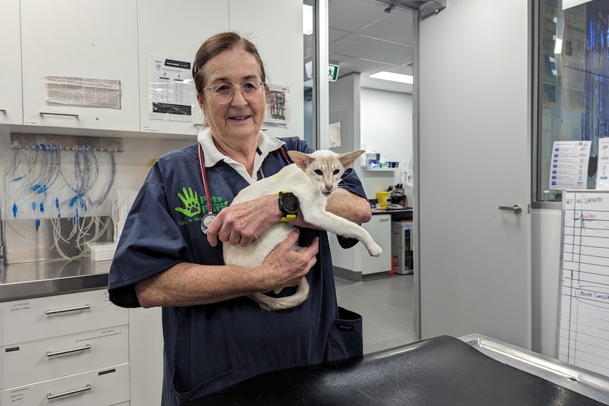 A woman in a veterinary uniform holds up a short haired white cat.