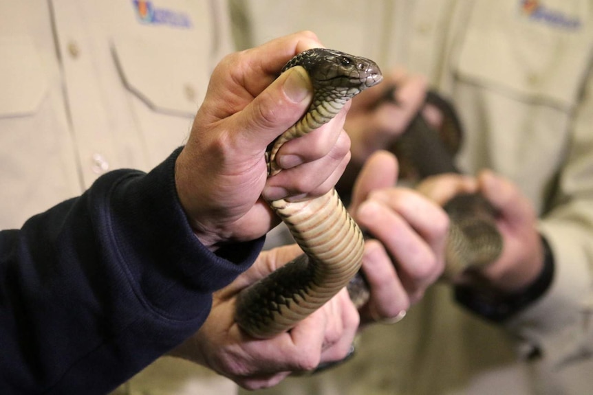 A close-up shot of a venomous mulga snake being held by two wildlife officers whose faces are unseen.