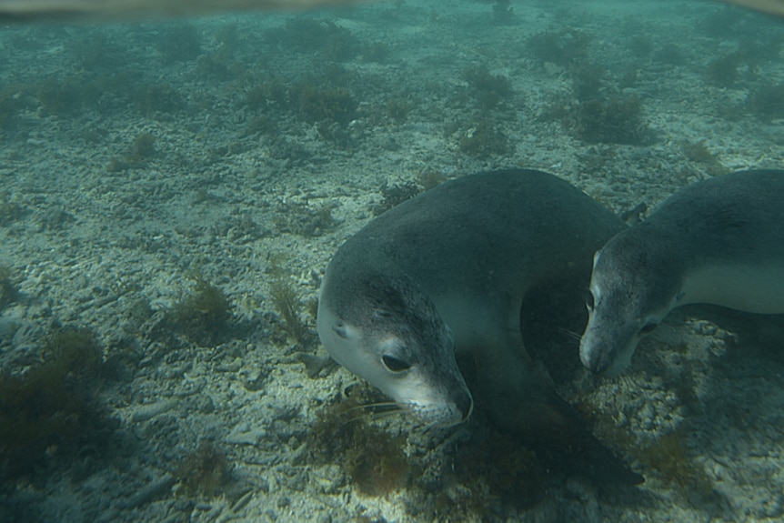 Underwater photo of two sea lions with a beach behind them