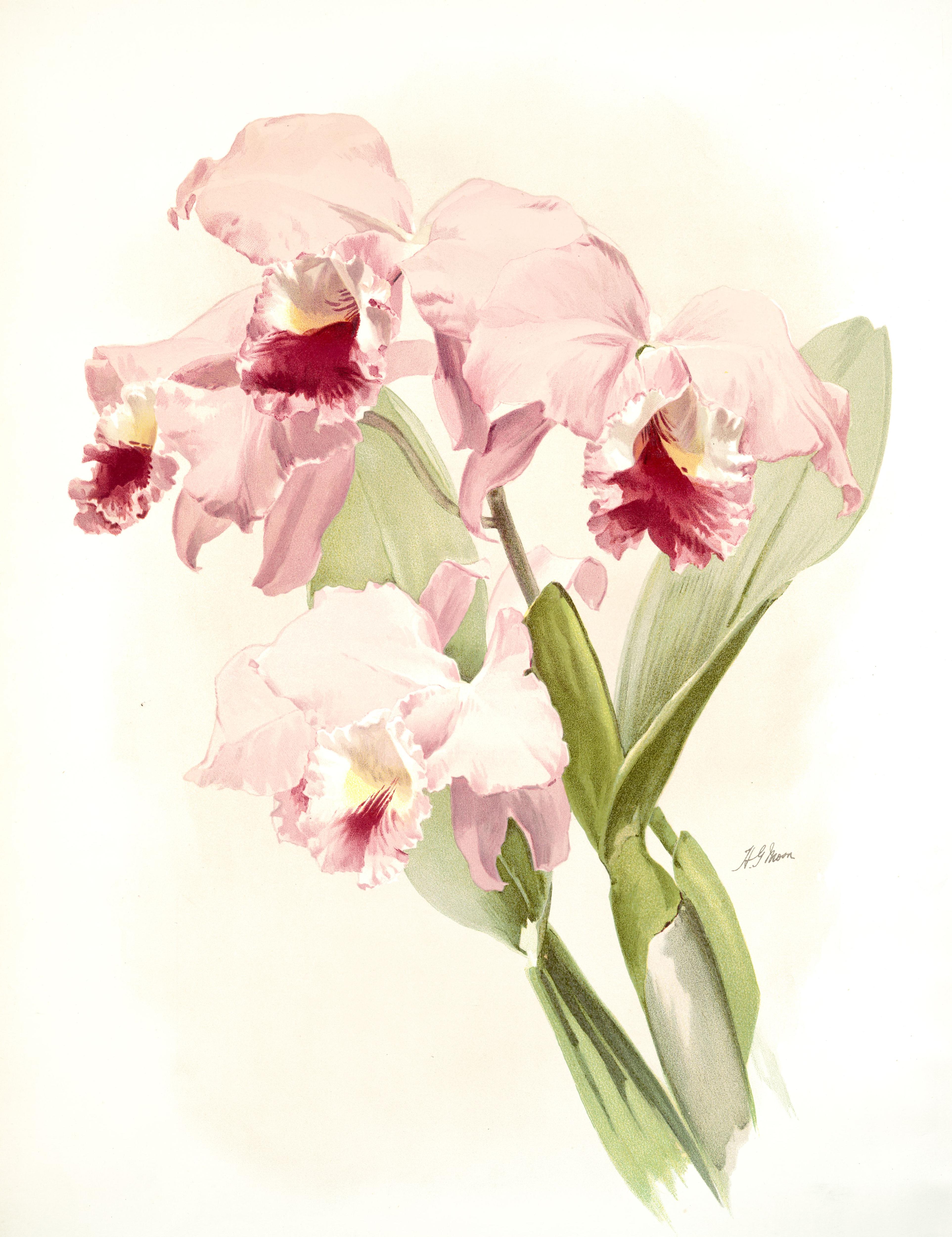 Plant hunters: the 19th century orchid mania