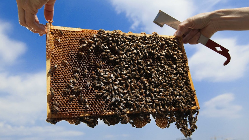 A section of an urban beehive