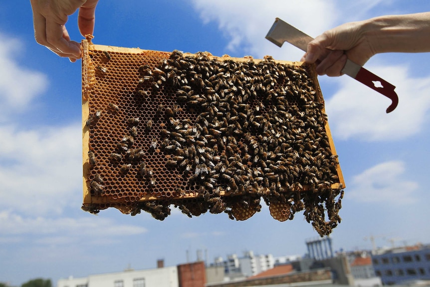 A section of an urban beehive