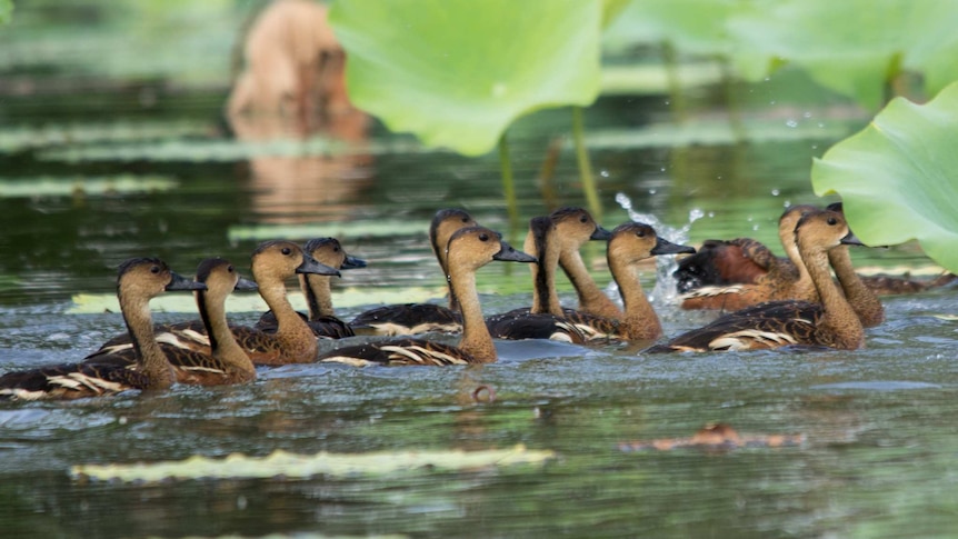 A group of swimming Wandering Whistling-Ducks, with brown necks and black, brown and white wing feathers.
