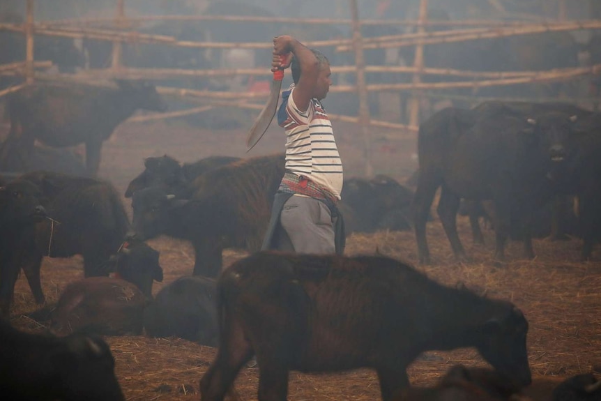 A man holds a blade above his head in an enclosure filled with buffalo.