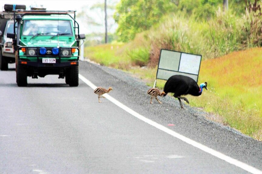 Adult cassowary and chicks run across the Tully-Mission Beach Road in far north Queensland.