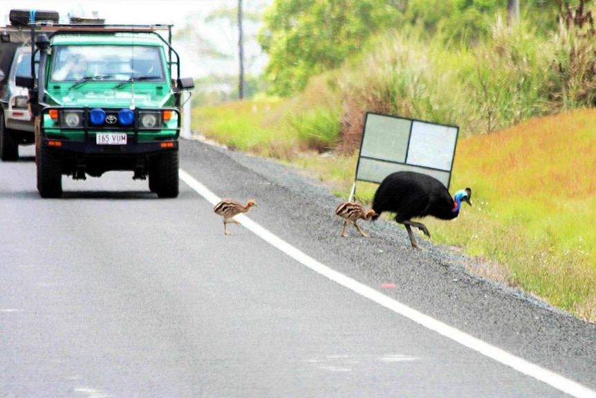 Adult cassowary and chicks run across the Tully-Mission Beach Road in far north Queensland.