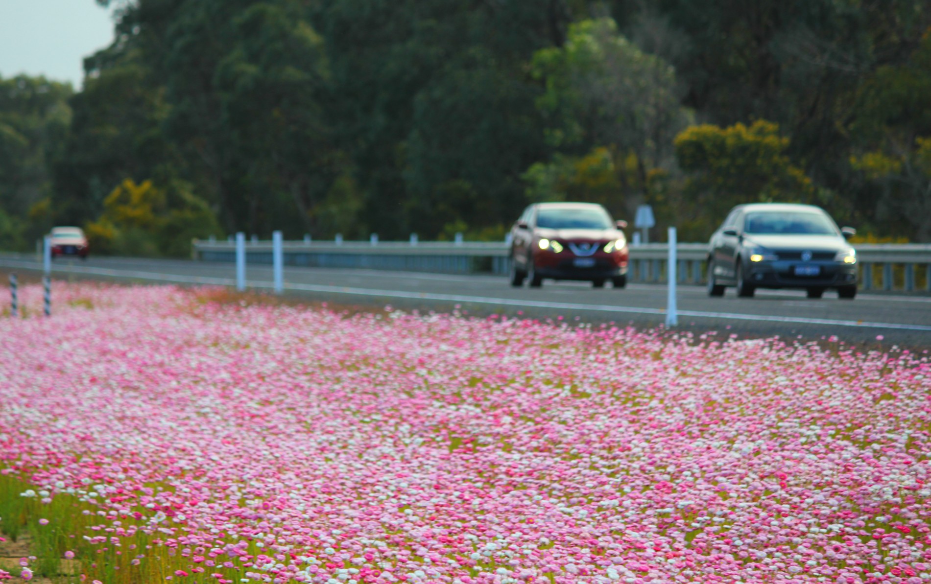 Motorists warned of dangers of picking flowers on busy WA highway