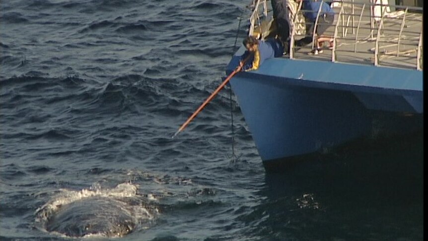 Man on a sea vessel extends a pole towards whale in sea water.