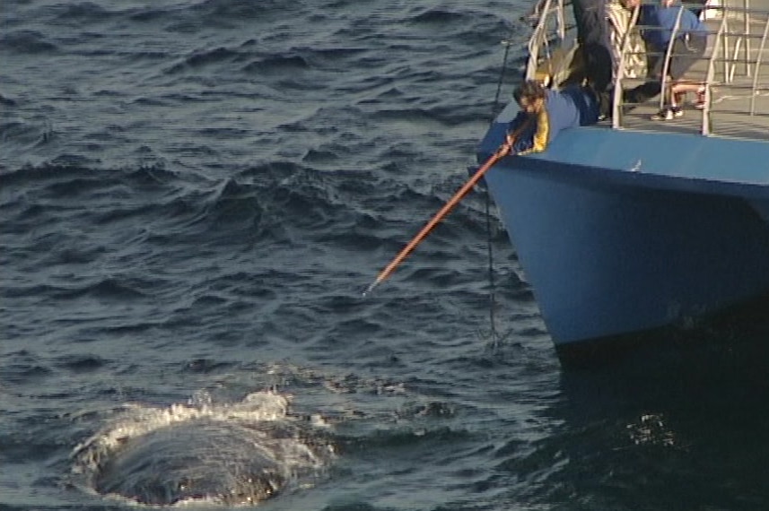 Man on a sea vessel extends a pole towards whale in sea water.