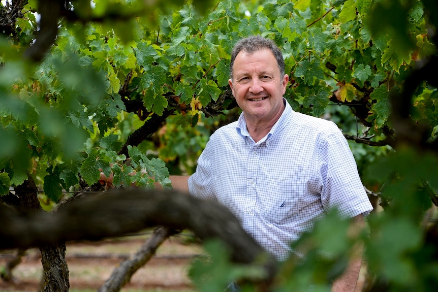 A man in a white and blue checkered shirt stands in a vineyard, smiling at the camera.