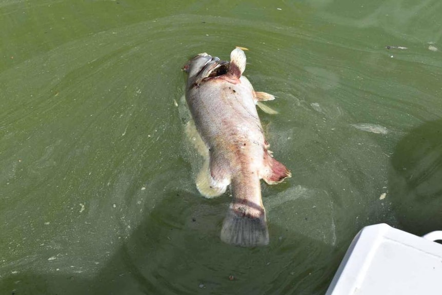 Dead fish in the Darling River, floating in dirty water.