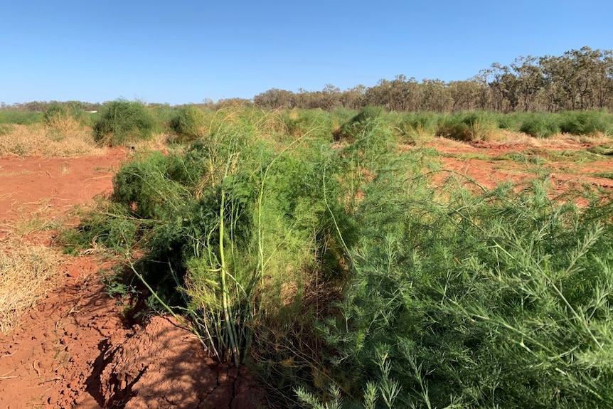 In the midst of red dirt are bushes of green fern-like plants.