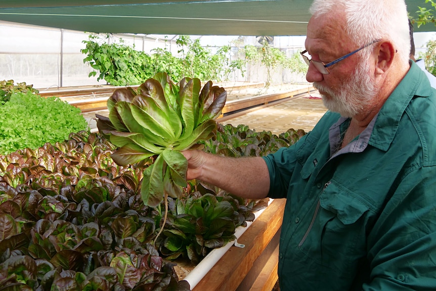 A man wearing a green shirt with white hair holds up a large lettuce inside a greenhouse