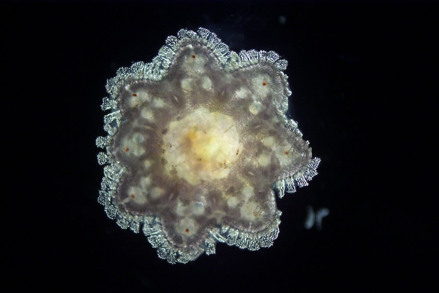 A juvenile crown-of-thorns starfish which is just millimetres wide.